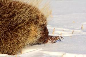 Porcupine in Winter photo