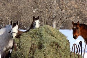 Horses in Winter Storm photo