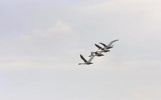 cisnes en vuelo foto