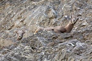 Bighorn Sheep in the Rockies of Alberta photo