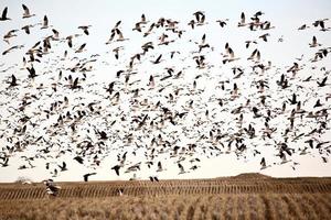 Huge flock of Snow Geese over field photo