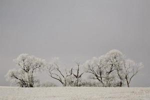 Frost covered trees in winter