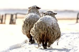 Snow covered sheep in winter photo