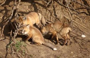 Three Red Fox pups at den photo