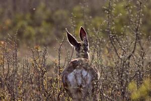 Rear view of a White tailed Jackrabbit in spring photo