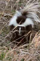 Young Striped Skunk in roadside ditch photo