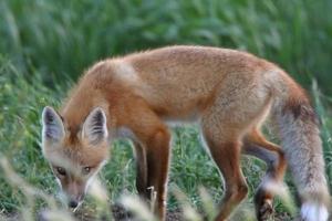 cachorro de zorro rojo fuera de su guarida foto