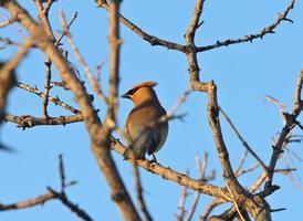 Waxwing de cedro en el árbol foto