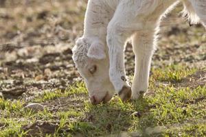White Baby Cow Calf eating grass photo