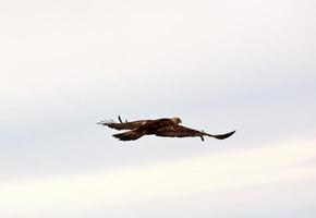 Golden Eagle in flight photo