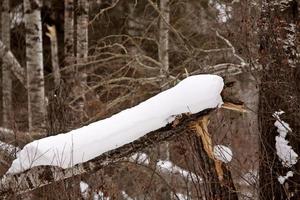 Snow pack on fallen tree stump photo