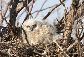 Great Horned Owlet in nest in spring photo