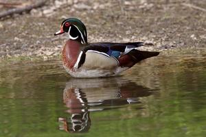 pato de madera drake parado en un estanque cerca de la orilla foto