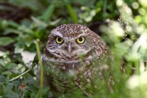 Burrowing Owl amongst vegetation photo