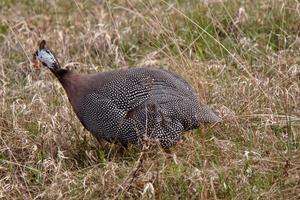 Guinea Fowl in spring photo