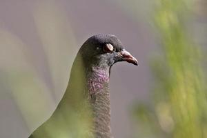 Pigeon hiding underneath bridge in Saskatchewan photo