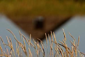 seeds of grass plant photo