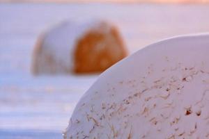 fardos de heno en invierno foto