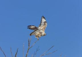 Ferruginous Hawk in Flight photo