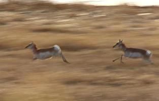 Panned Blurred image of Prairie Pronghorn Antelope Running Saskatchewan photo