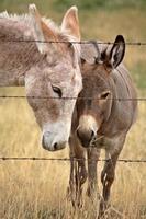 Mother and young donkey in scenic Saskatchewan photo