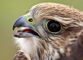 Close up of young Merlin in scenic Saskatchewan photo