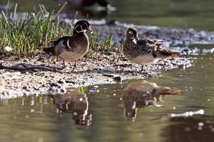 pato de madera drake y gallina en tierra en la isla foto