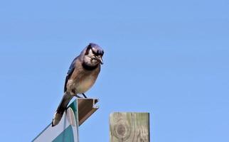 Blue Jay perched on sign photo