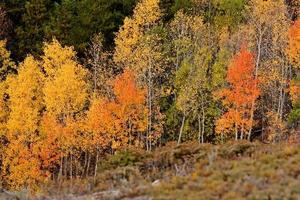 Autumn colored trees on hillside in British Columbia photo