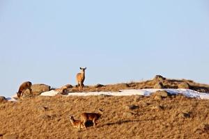 ciervos en invierno saskatchewan canadá foto