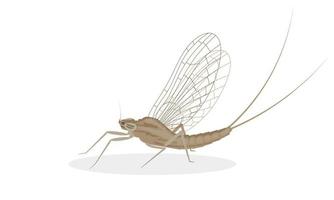 Mayfly, isolated on the white background. vector illustration.