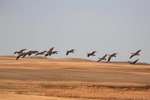 Canada Geese flying over harvested fields photo