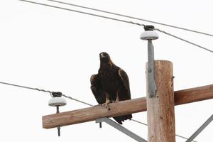 águila real posada en un poste de energía foto