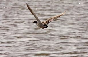 Gadwall drake in flight over roadside pond photo