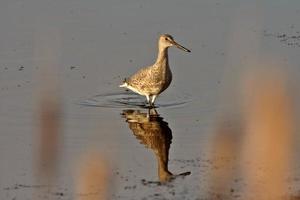 willet reflexión sobre un lodazal al borde de la carretera foto