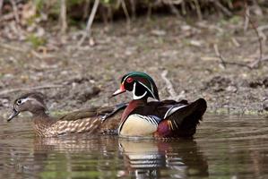 Mating pair of Wood Ducks in pond photo