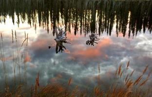 Reflections off pond in British Columbia photo