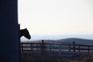 caballo al amanecer granja saskatchewan foto