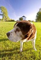 Saint Bernard dog on Hecla Island Manitoba photo