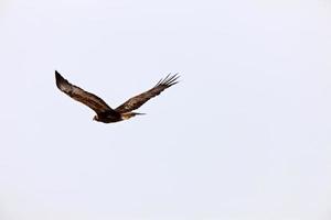 águila real en vuelo canadá foto