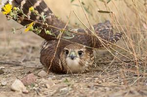 Close up of young Merlin on the ground in scenic Saskatchewan photo