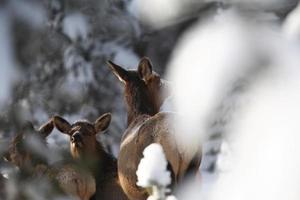 Elk in winter photo