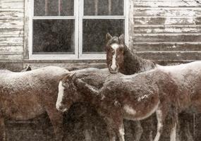 Horses in winter photo