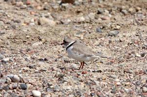 Piping Plover on gravel photo