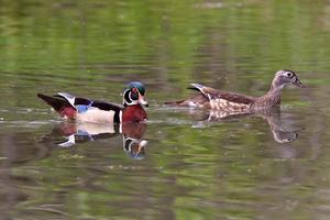 par de apareamiento de patos de madera en el estanque foto