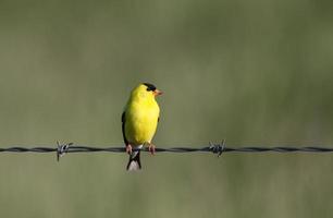 American Goldfinch perched on wire photo