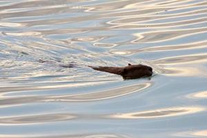 Beaver swimming in clear water photo