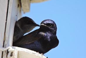 Purple Martin pair in birdhouse photo