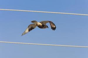 Rough Legged Hawk in Flight photo