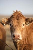 Tagged cow looking over barbed wire fence photo